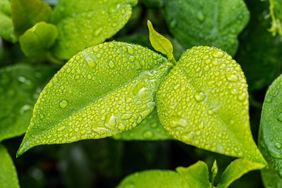 El uso del extracto de té verde Epigalocatequina Galato (EGCG) es seguro en población infantil