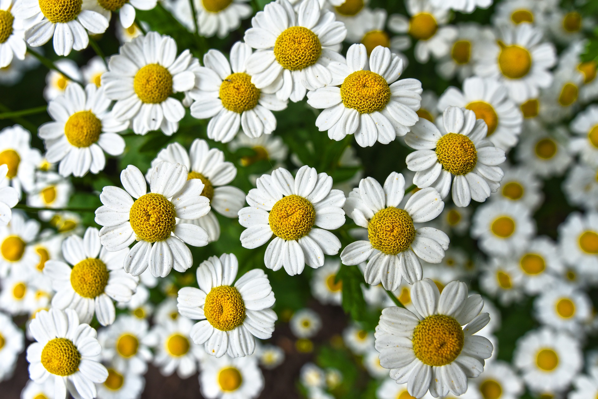 Un compuesto vegetal reduce los déficits cognitivos presentes en el síndrome de Down