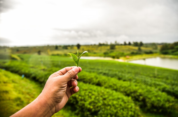 El té verde podría ser clave en la investigación sobre el síndrome de Down