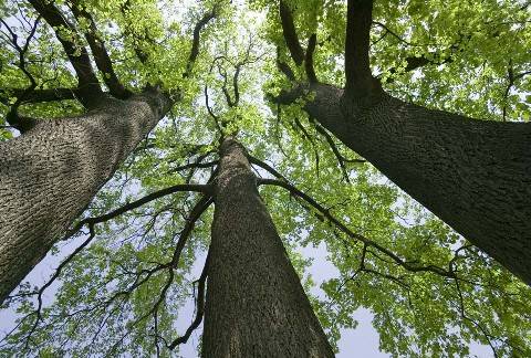 Portada post Un árbol, un bosque: la iniciativa que aúna inserción laboral de personas con discapacidad intelectual y cuidado del medio ambiente